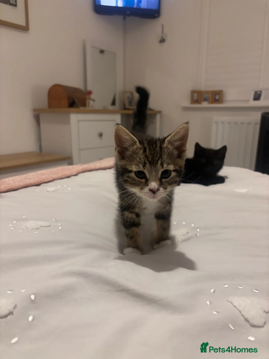Mixed Breed cats for sale: Rescue sisters need home together 🤎🖤 - Advert 2