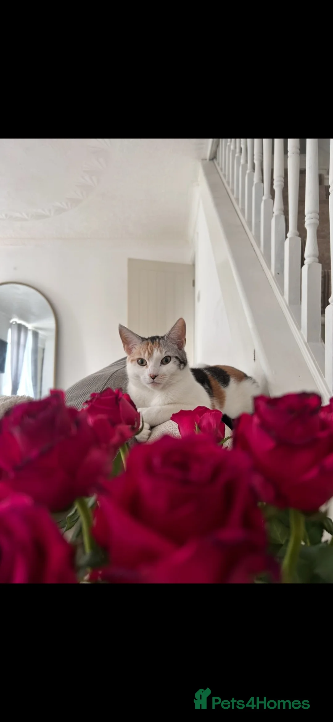 Mixed Breed cats for sale: Mum and kitten  - Advert 2
