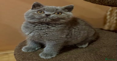 British Shorthair cats - Advert 6