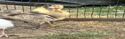 Emus poultry for sale: Rhea chicks  - Advert 4