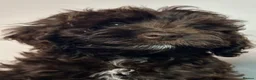 Cockapoo dogs for sale: Toy Cockapoo puppies READY NOW! - Advert 5