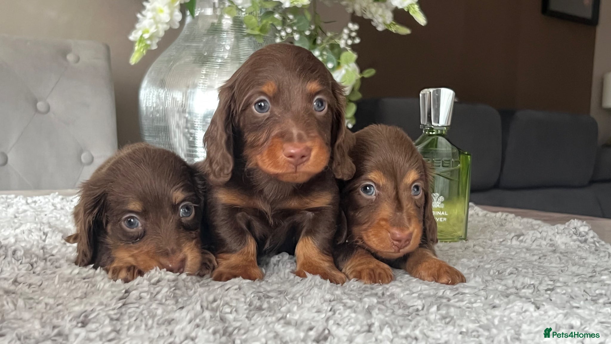 Miniature Dachshund dogs 🐾 Stunning Chocolate Cream Mini Longhair Boys ✨🐶 - Advert 18