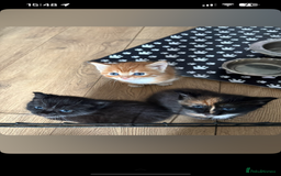 Mixed Breed cats for sale: 2 X Kittens for sale - Image 1