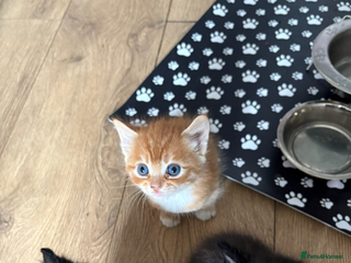 Mixed Breed cats - Advert 28