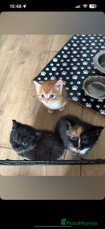 Mixed Breed cats - Advert 9