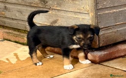 Mixed Breed dogs for sale: Sprollie x husky puppies  - Image 30