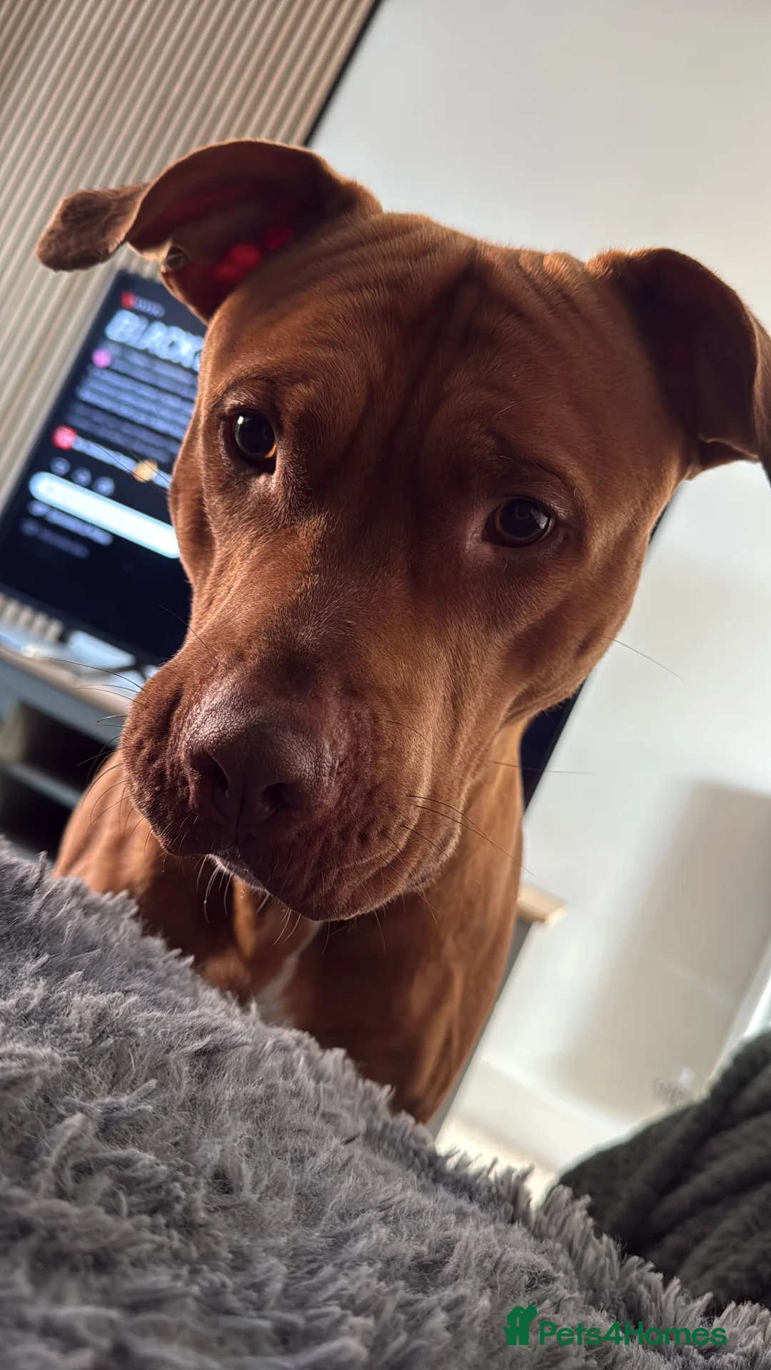 Mixed Breed dogs for adoption: Beautiful bully mix boy for adoption - Advert 5