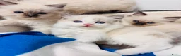 Ragdoll cats for sale: Purebred Ragdoll Kittens  - Advert 11