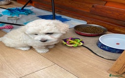 Maltipoo dogs for sale: Adorable F1 Havapoo Puppies | 2 BOYS 1 GIRL - Image 9