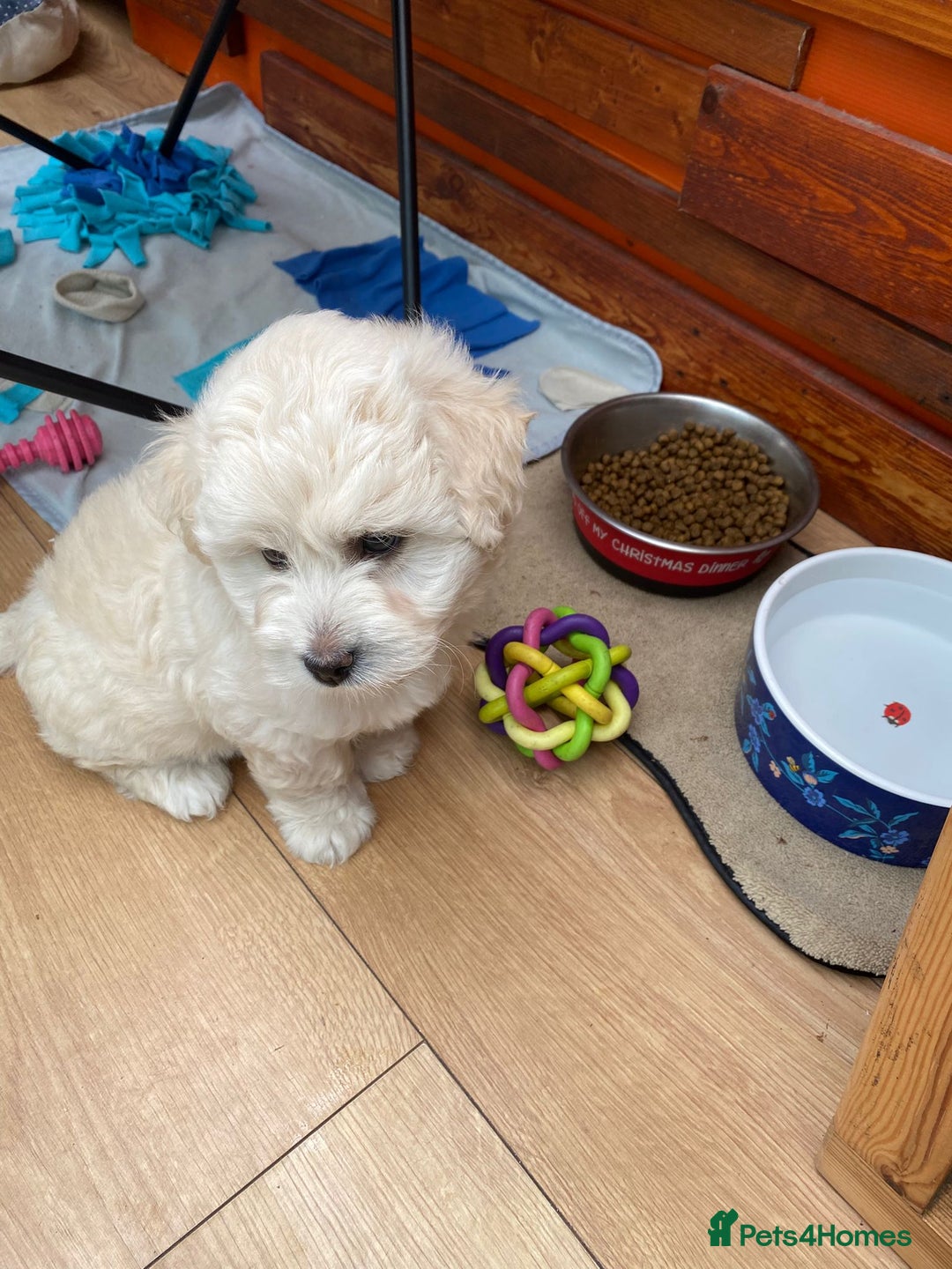 Maltipoo dogs for sale: Adorable F1 Havapoo Puppies | 2 BOYS 1 GIRL - Image 9