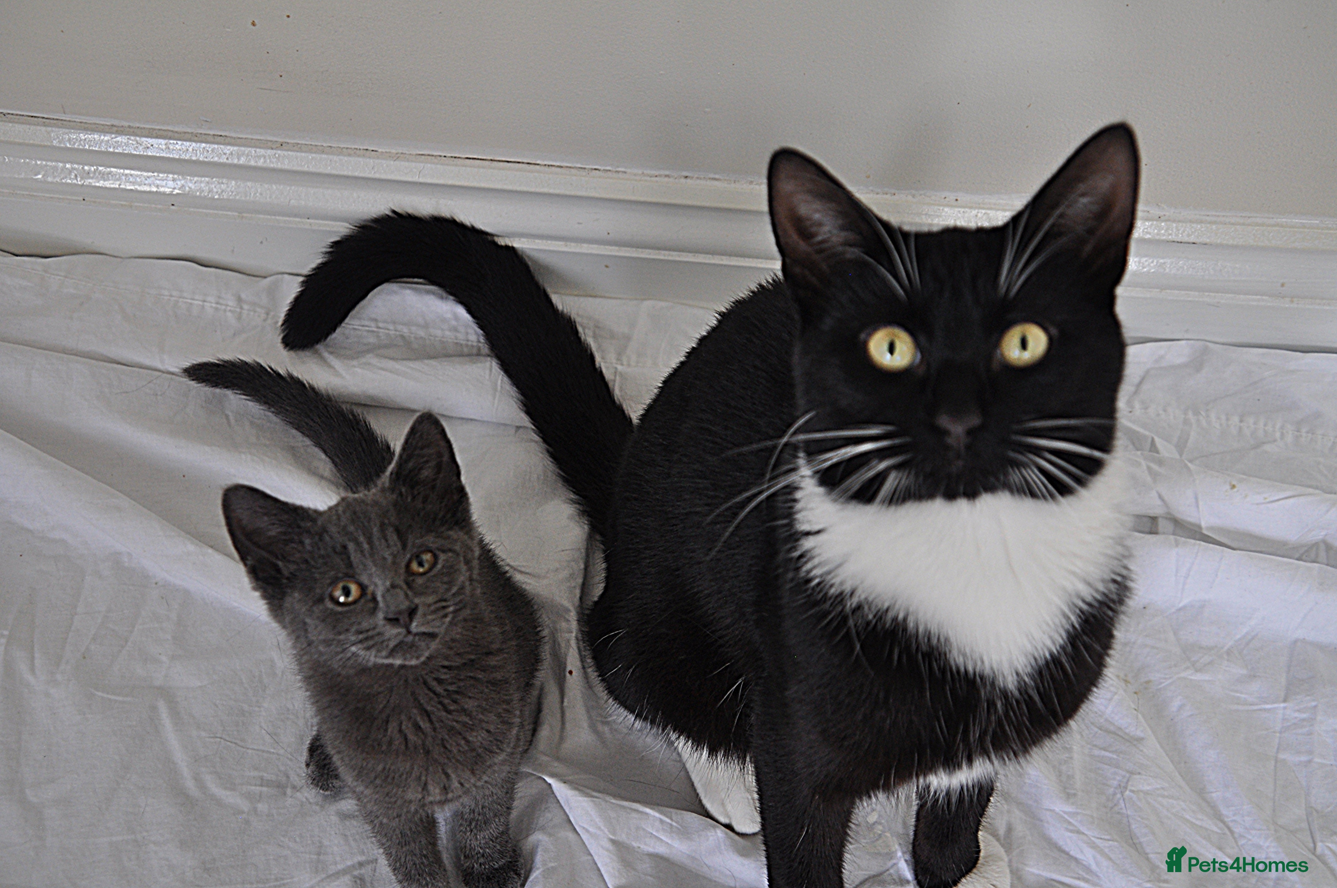 Mixed Breed cats Bonded cats.  - Advert 2