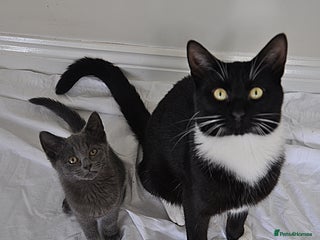 Mixed Breed cats Bonded cats. - Advert 7