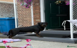 Mixed Breed dogs for sale: Mia Staffy - Image 5