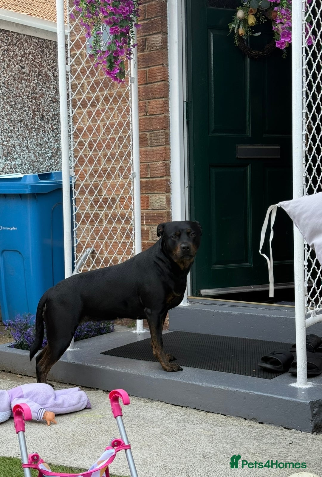 Mixed Breed dogs for sale: Mia Staffy - Image 5