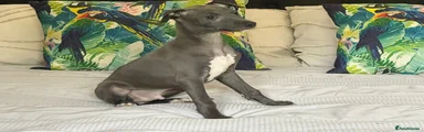 Italian Greyhound Puppy 3