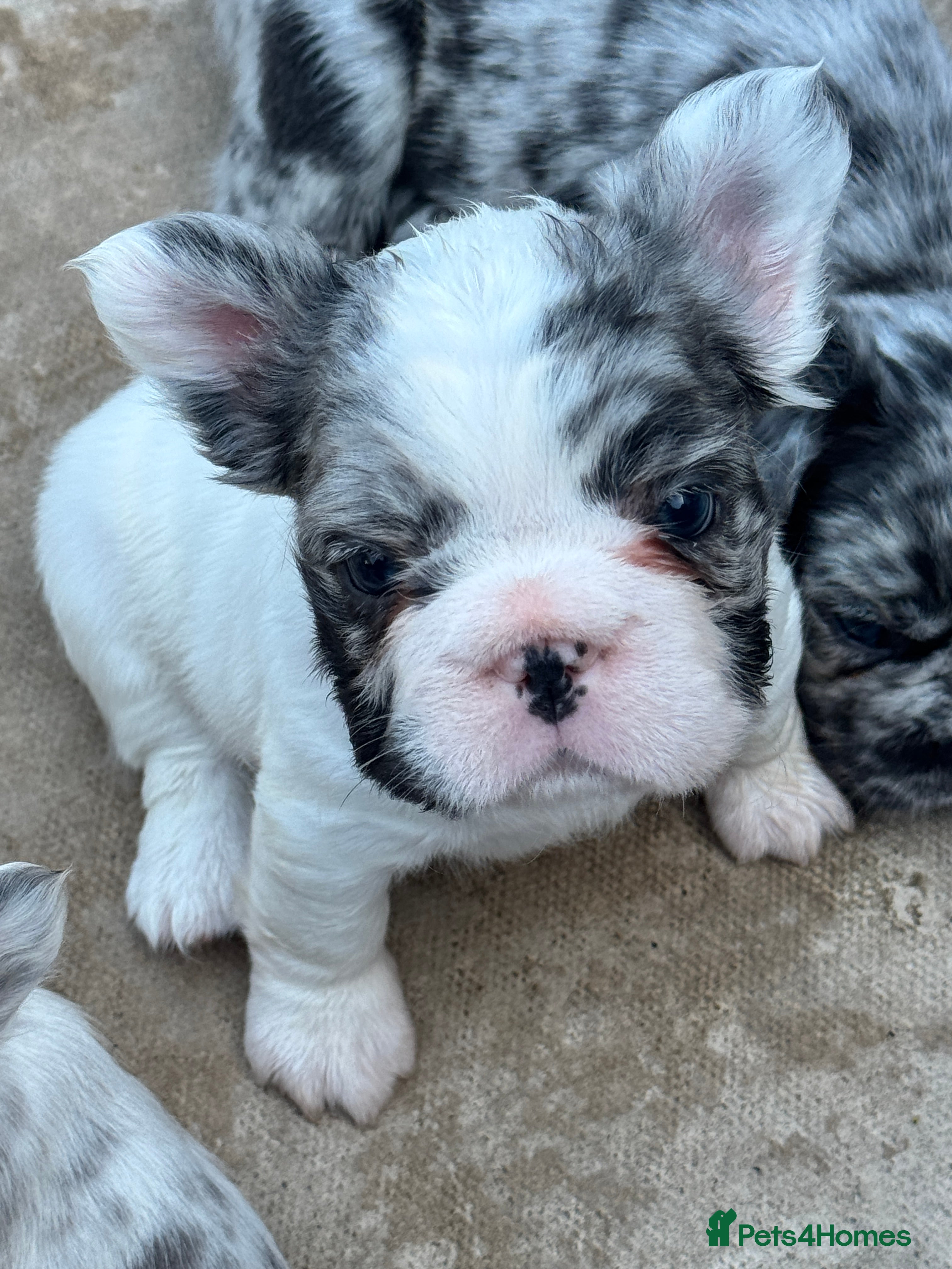 French Bulldog dogs French bulldogs all visual fluffys - Advert 2