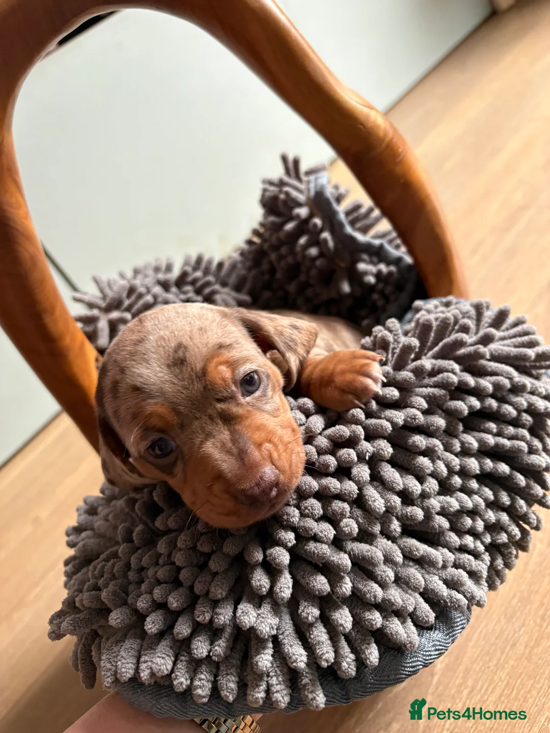 Miniature Dachshund dogs for sale: Miniature dachshund  - Advert 8