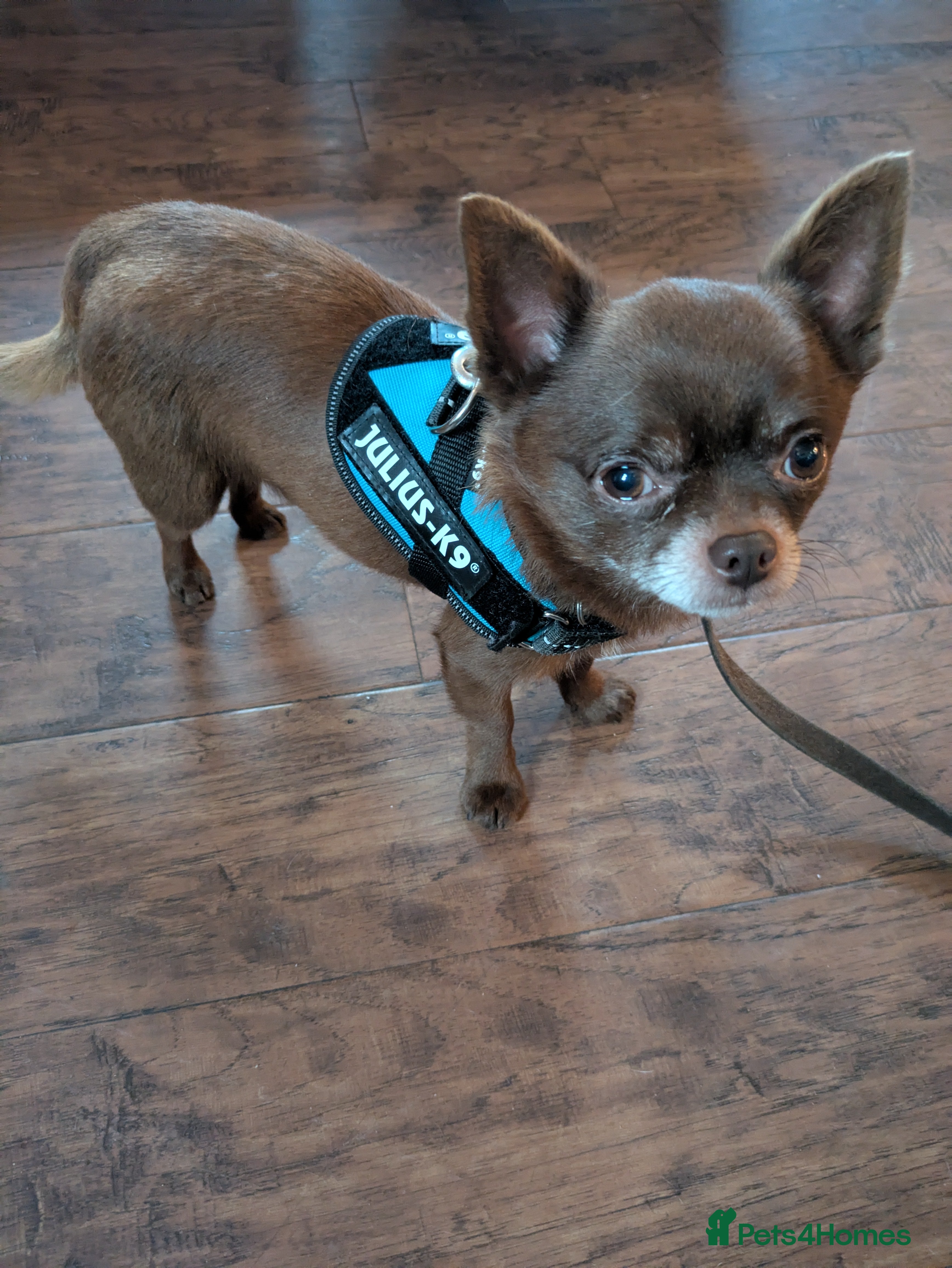 Chihuahua dogs FREDERICK VON LOVEHUNTER KC Champion heritage Stud - Advert 15