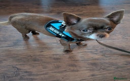 Chihuahua dogs for stud: FREDERICK VON LOVEHUNTER KC Champion heritage Stud in Chorley - Image 4