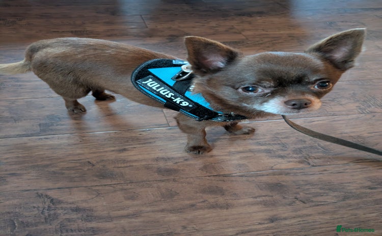 Chihuahua dogs in Chorley - Advert 13
