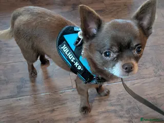 Chihuahua dogs FREDERICK VON LOVEHUNTER KC Champion heritage Stud - Advert 3