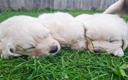 Golden Retriever dogs for sale: Cream Golden Retriever Puppies –Family Raised  - Image 1
