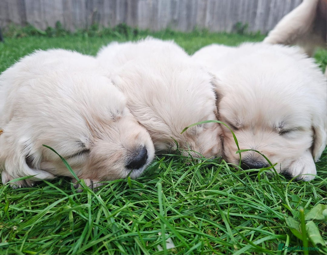 Golden Retriever dogs for sale: Cream Golden Retriever Puppies –Family Raised  - Image 1