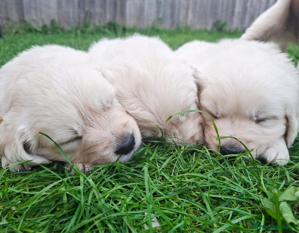 Golden Retriever dogs - Advert 3