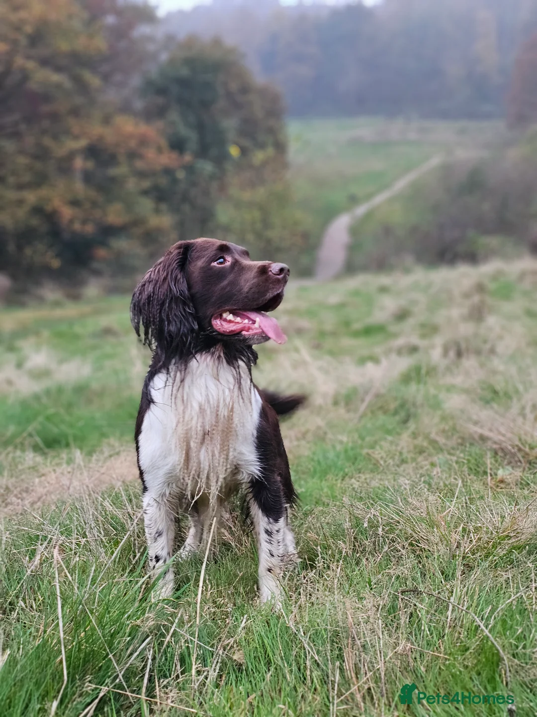 English Springer Spaniel dogs for stud: English Springer Spaniel Stud  in Derby - Advert 3