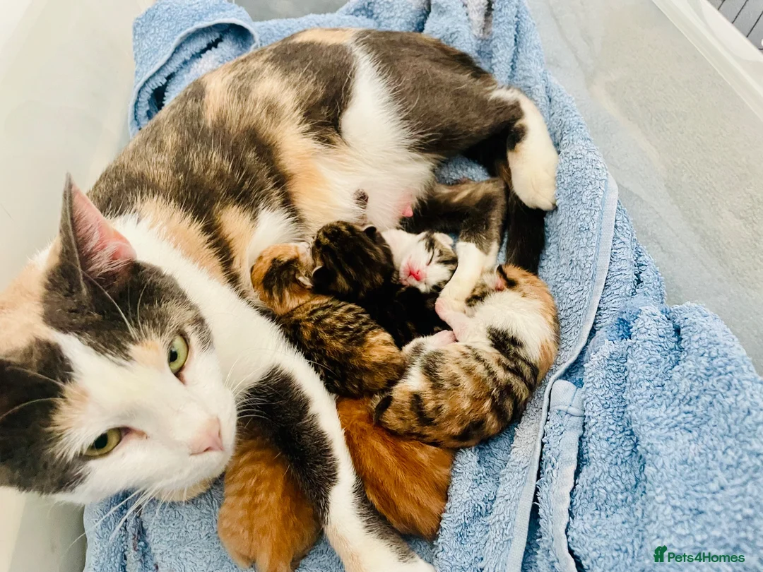 Exotic cats for sale: ✨Beautiful Exotic Shorthair Kittens Available Soon - Advert 1