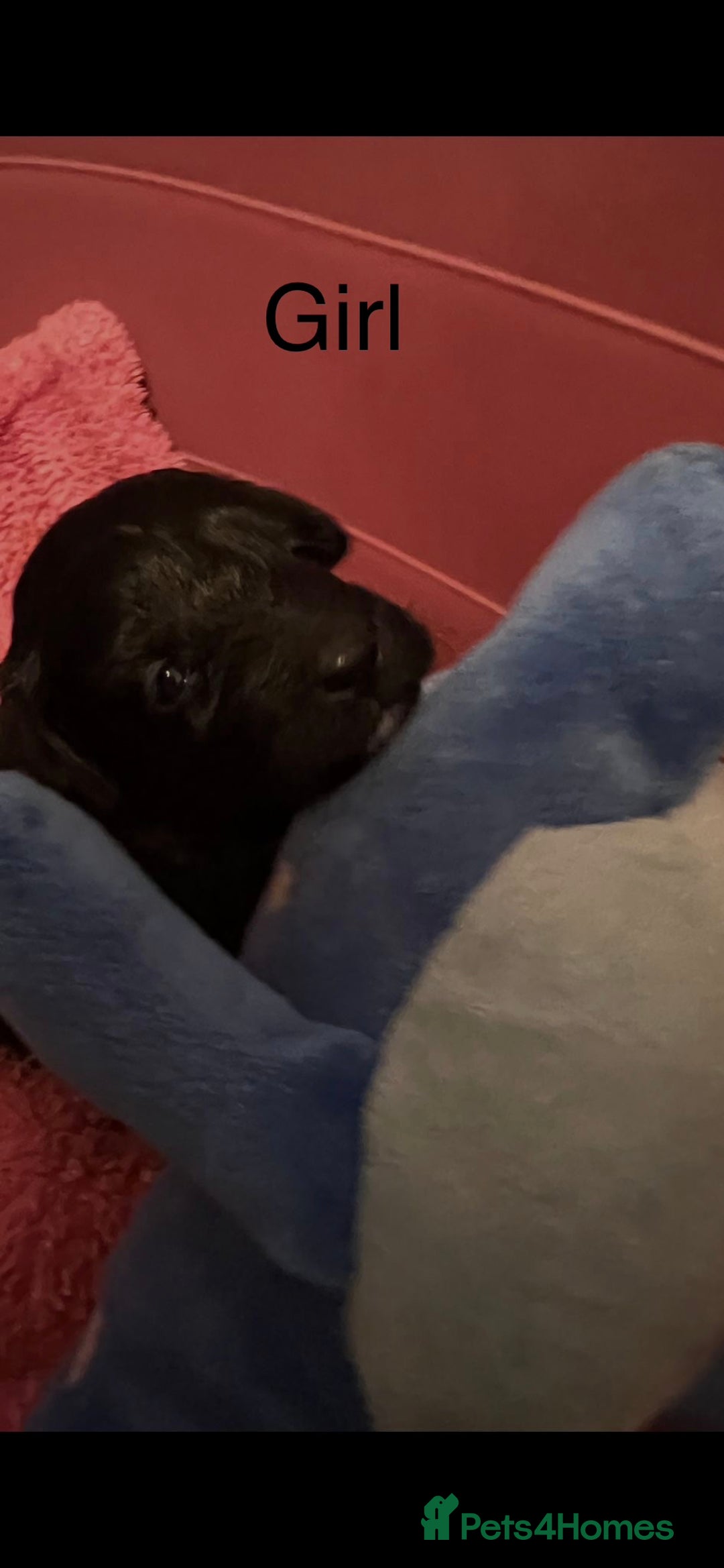 Schnoodle dogs for sale: Gorgeous American Toy Schnoodle Puppies For Sale - Advert 7