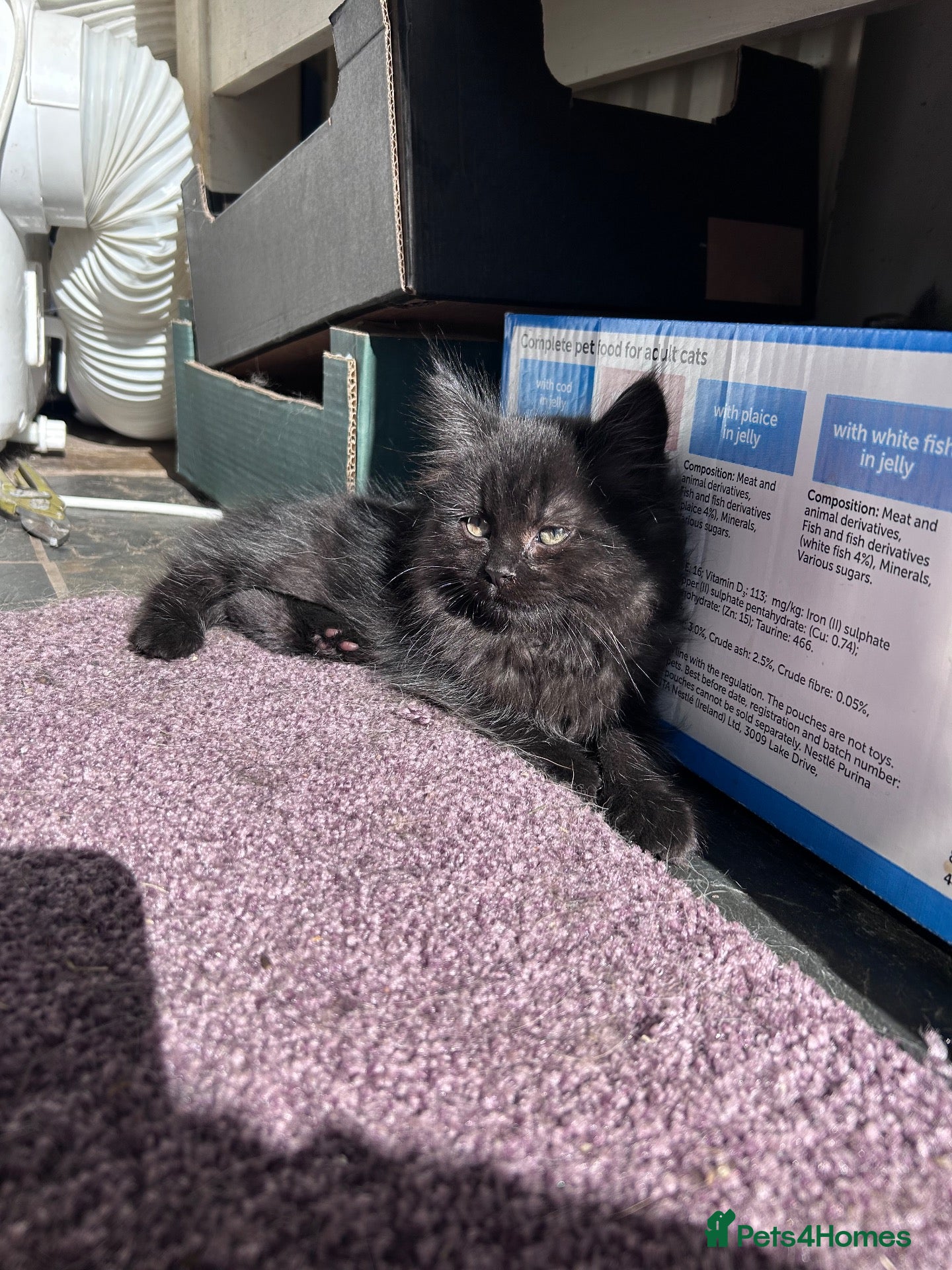 Mixed Breed cats Three beautiful kittens  - Advert 14