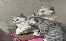 British Shorthair cats for sale: Silver spotted British Shorthair kittens  - Image 7