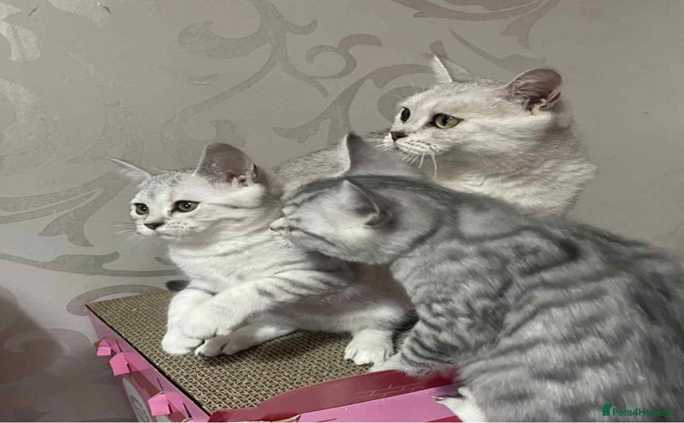 British Shorthair cats - Advert 2