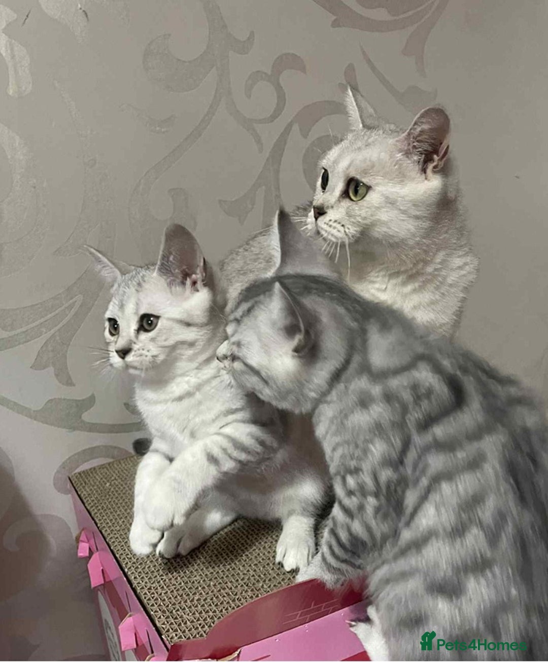 British Shorthair cats for sale: Silver spotted British Shorthair kittens  - Image 7