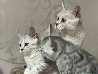 British Shorthair cats - Advert 5