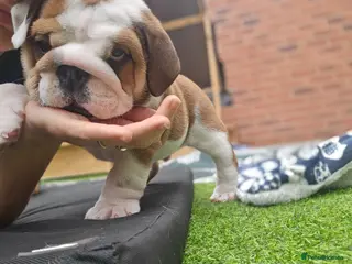 English Bulldog dogs 🐾 Beautiful KC Reg English Bulldog Puppies 🐶 - Advert 3