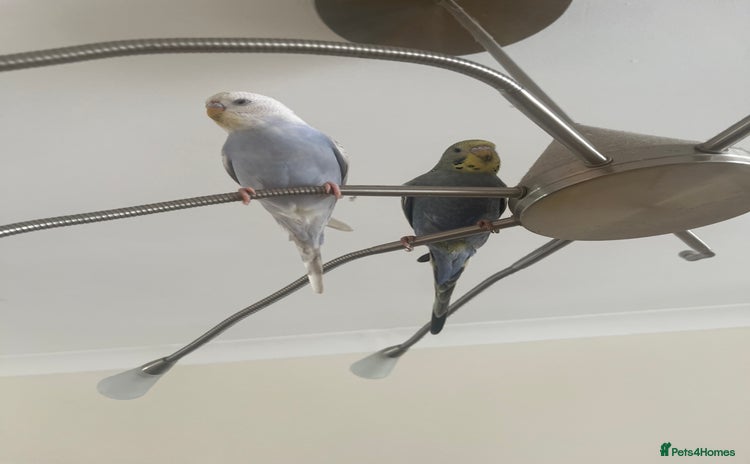 Budgerigars birds - Advert 12