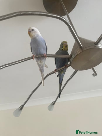Budgerigars birds - Advert 5