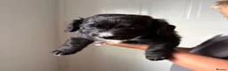 Mixed Breed dogs for sale: Patterdale x cocker spaniel  in Worksop - Advert 10