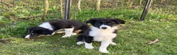 Border Collie dogs for sale: Border Collie pups  - Advert 6