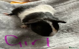 Guinea Pig rodents for sale: Mixed baby guinea pigs - Image 5