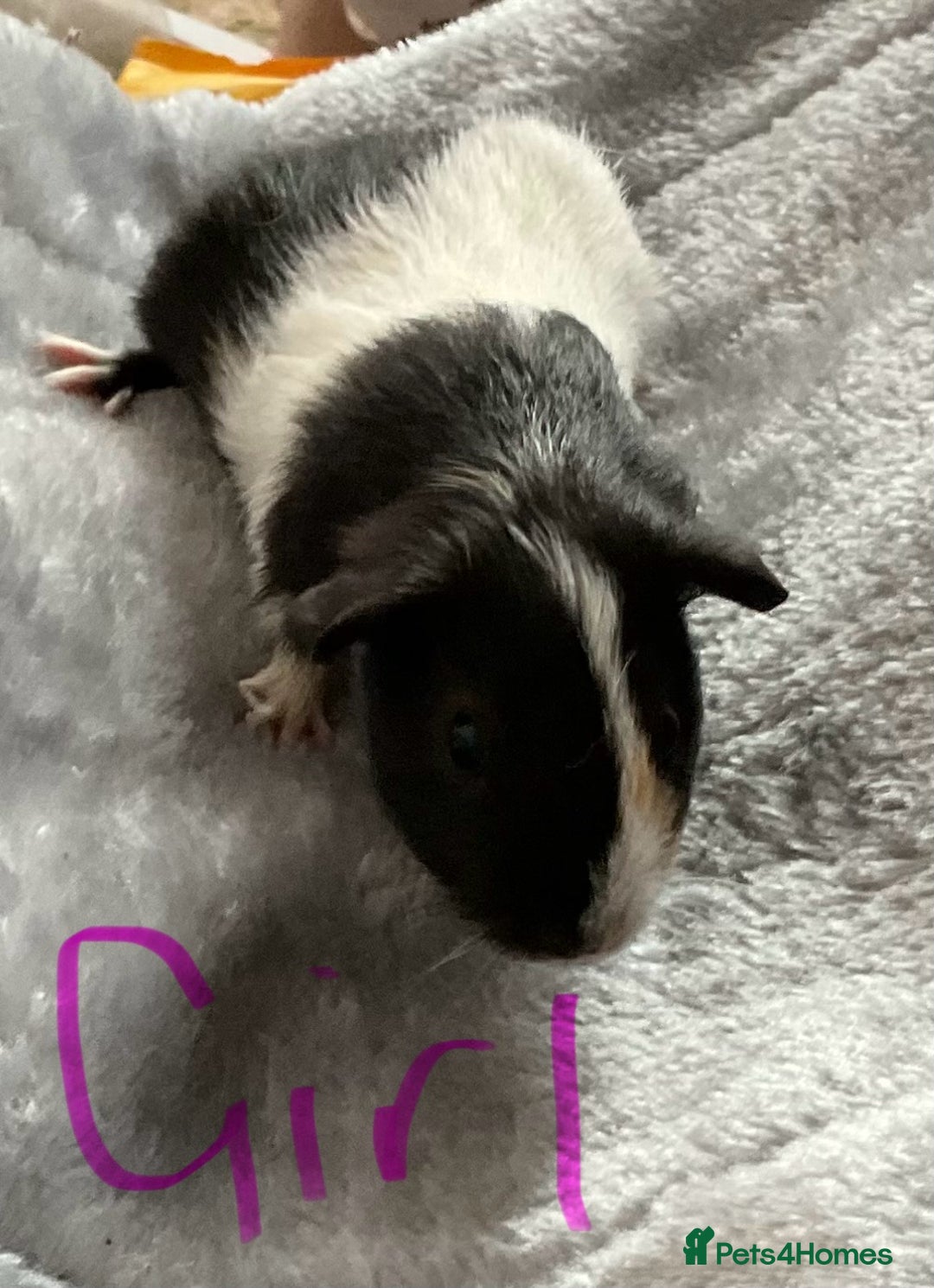 Guinea Pig rodents for sale: Mixed baby guinea pigs - Image 5