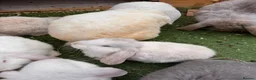 French Lop rabbits for sale: French lop - Advert 15