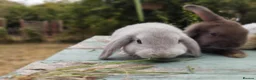 Mixed Breed rabbits for sale: Mixed breed £70 each - Advert 19