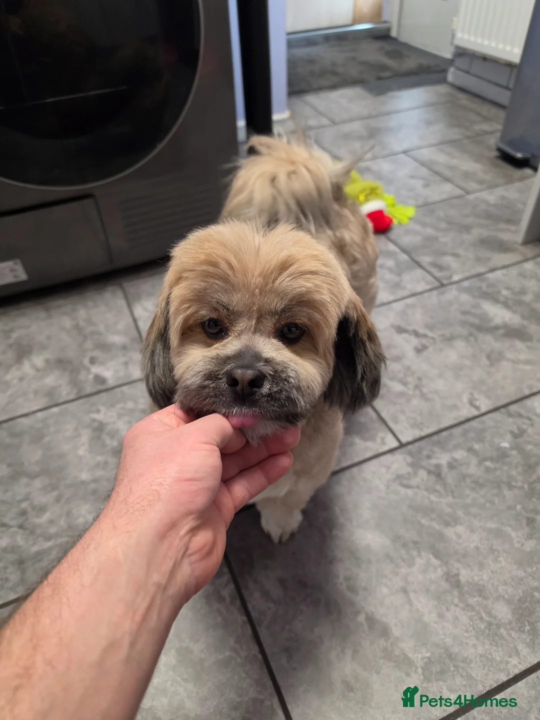 Lhasa Apso dogs for sale: For sale lhasa apso puppy dog in Norwich - Advert 1