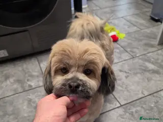 Lhasa Apso dogs For sale lhasa apso puppy dog - Advert 1