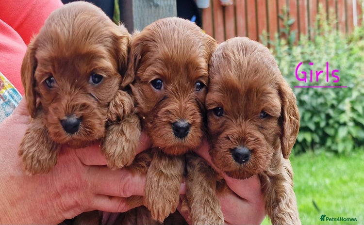 Cavapoo dogs - Advert 4