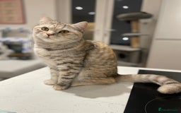 Scottish Fold cats for sale: 2 beautiful Scottish fold kittens  - Image 7