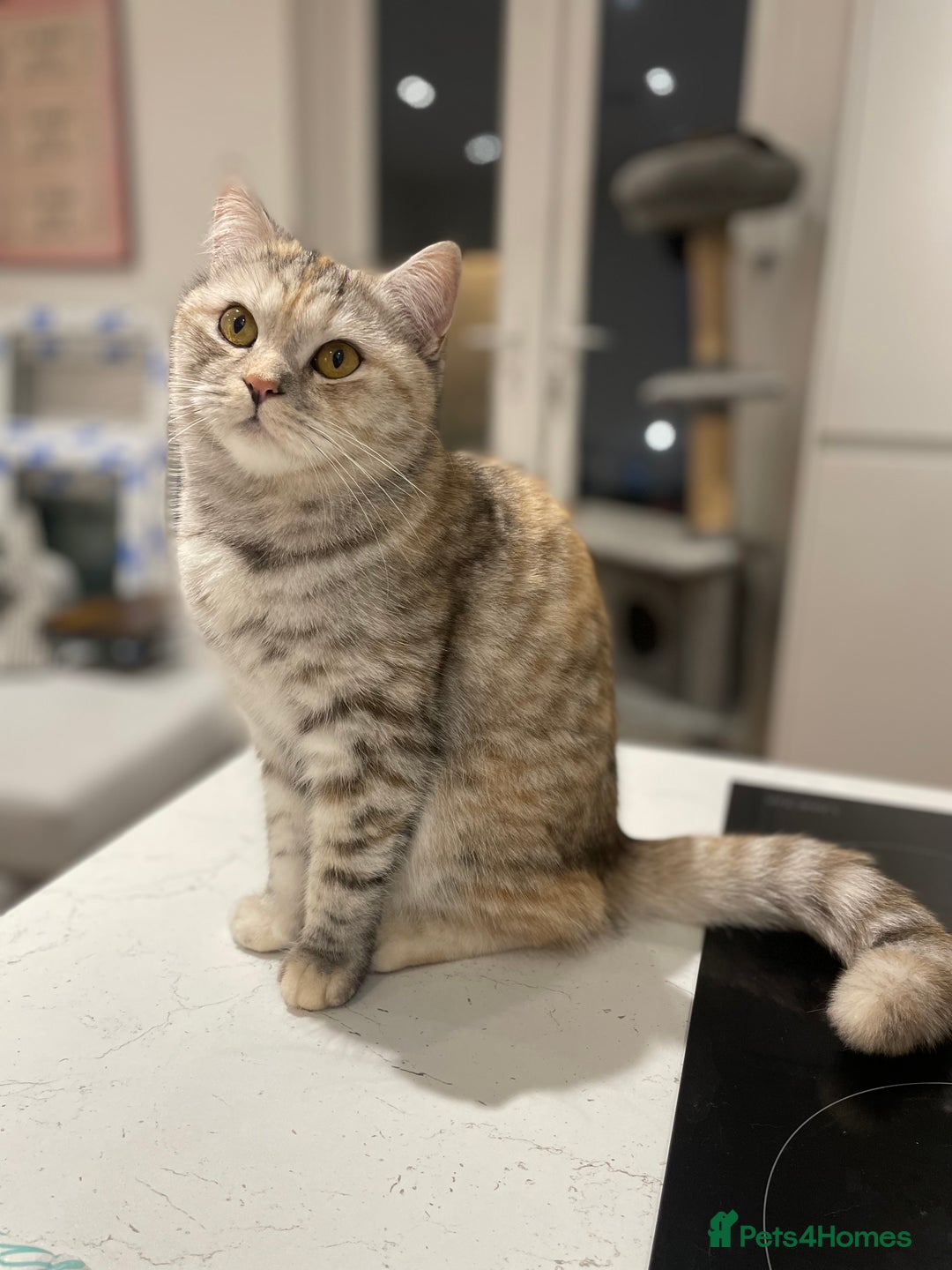 Scottish Fold cats for sale: 2 beautiful Scottish fold kittens  - Image 7
